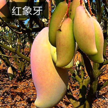 芒果树苗嫁接芒果苗南方北方种植澳芒四季芒红象牙金煌芒当年