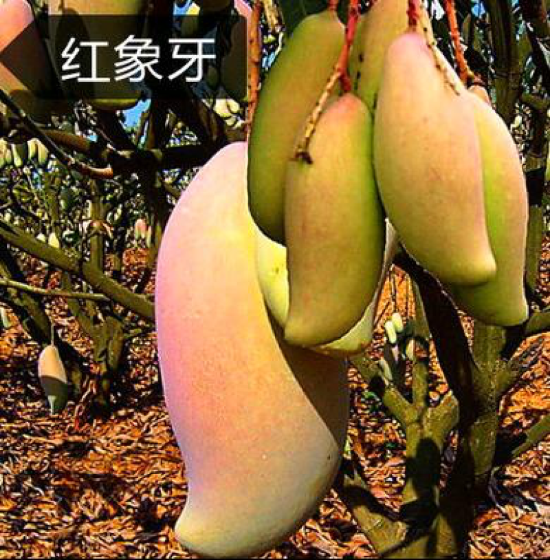 芒果树苗嫁接芒果苗南方北方种植澳芒四季芒红象牙金煌芒当年