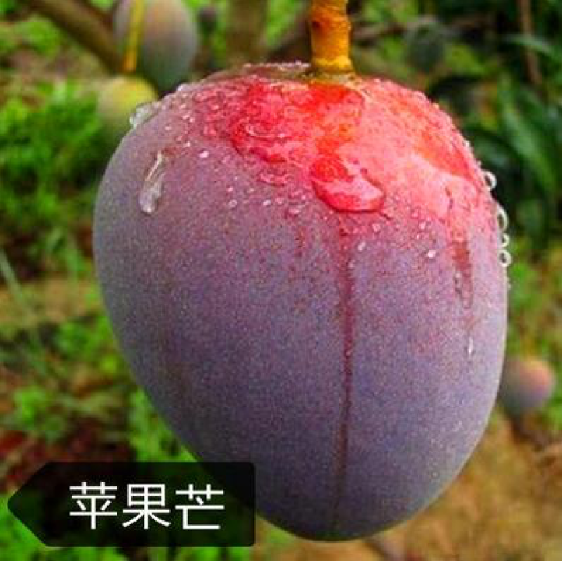 芒果树苗嫁接芒果苗南方北方种植澳芒四季芒红象牙金煌芒当年
