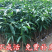 芒果树苗嫁接芒果苗南方北方种植澳芒四季芒红象牙金煌芒当年