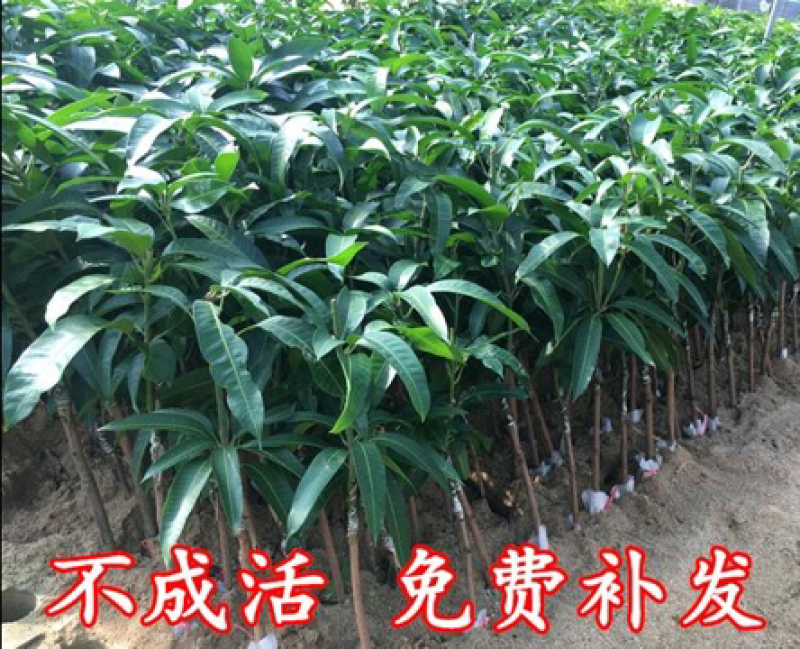芒果树苗嫁接芒果苗南方北方种植澳芒四季芒红象牙金煌芒当年