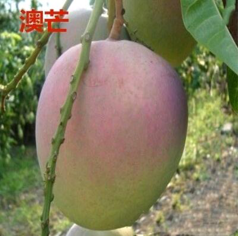 芒果树苗嫁接芒果苗南方北方种植澳芒四季芒红象牙金煌芒当年