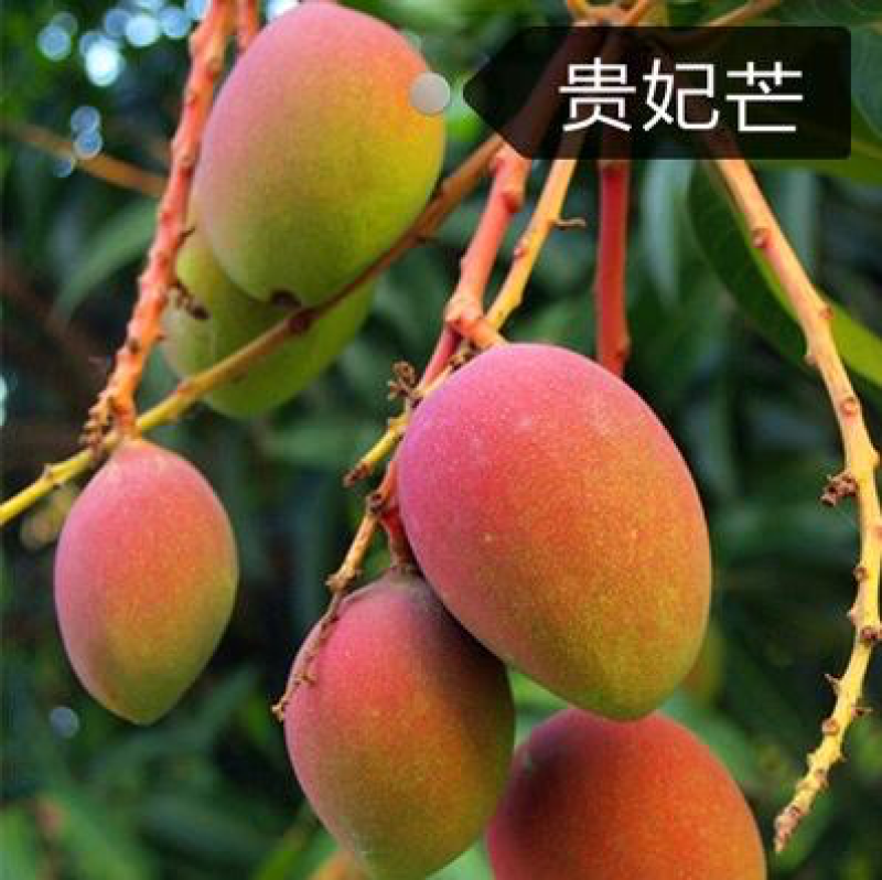 芒果树苗嫁接芒果苗南方北方种植澳芒四季芒红象牙金煌芒当年