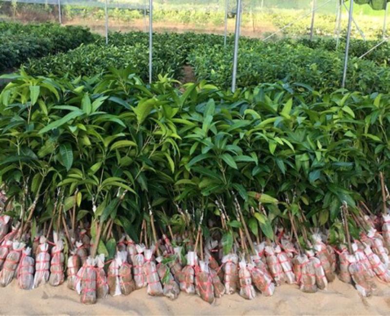 芒果树苗嫁接芒果苗南方北方种植澳芒四季芒红象牙金煌芒当年