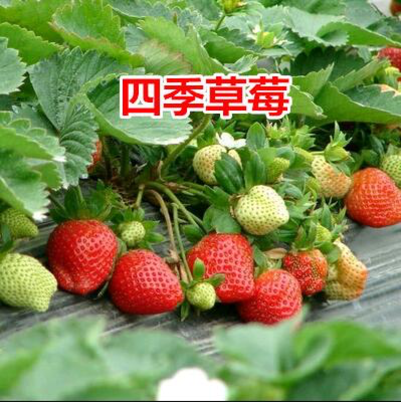 四季草莓苗南北方当年结果树苗红颜奶油草莓种苗盆栽阳台