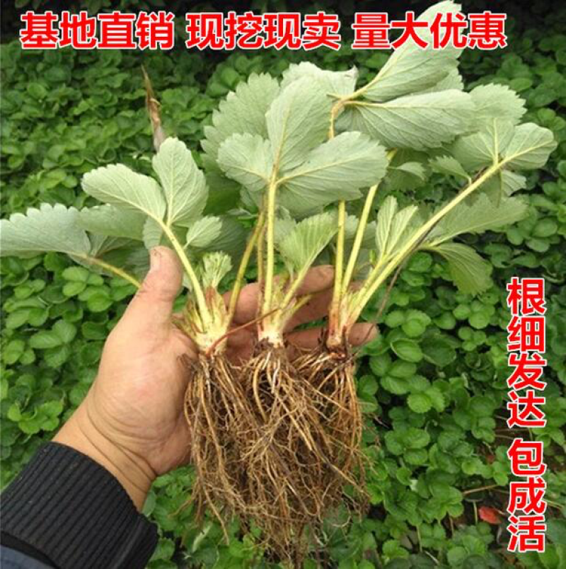四季草莓苗南北方当年结果树苗红颜奶油草莓种苗盆栽阳台