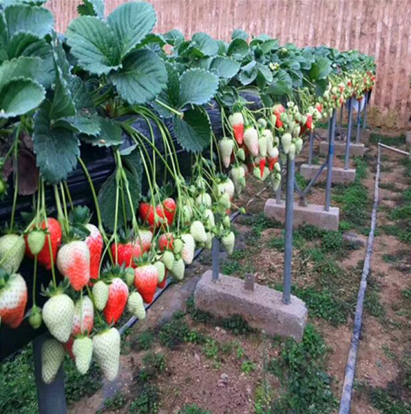四季草莓苗南北方当年结果树苗红颜奶油草莓种苗盆栽阳台
