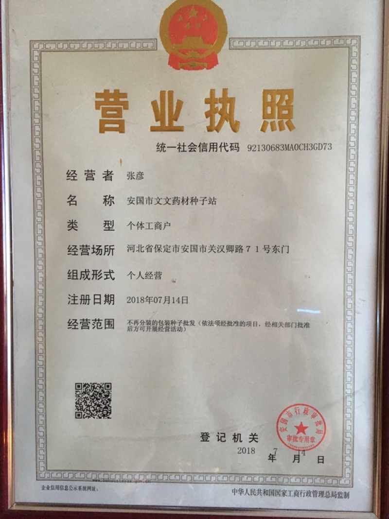 荆芥种子荆芥籽包发芽免费技术指导大货批发