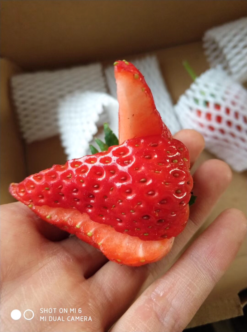 丹东九九草莓大棚直供头茬大果基地直发