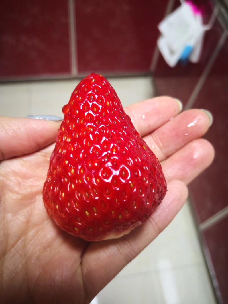 丹东九九草莓大棚直供头茬大果基地直发
