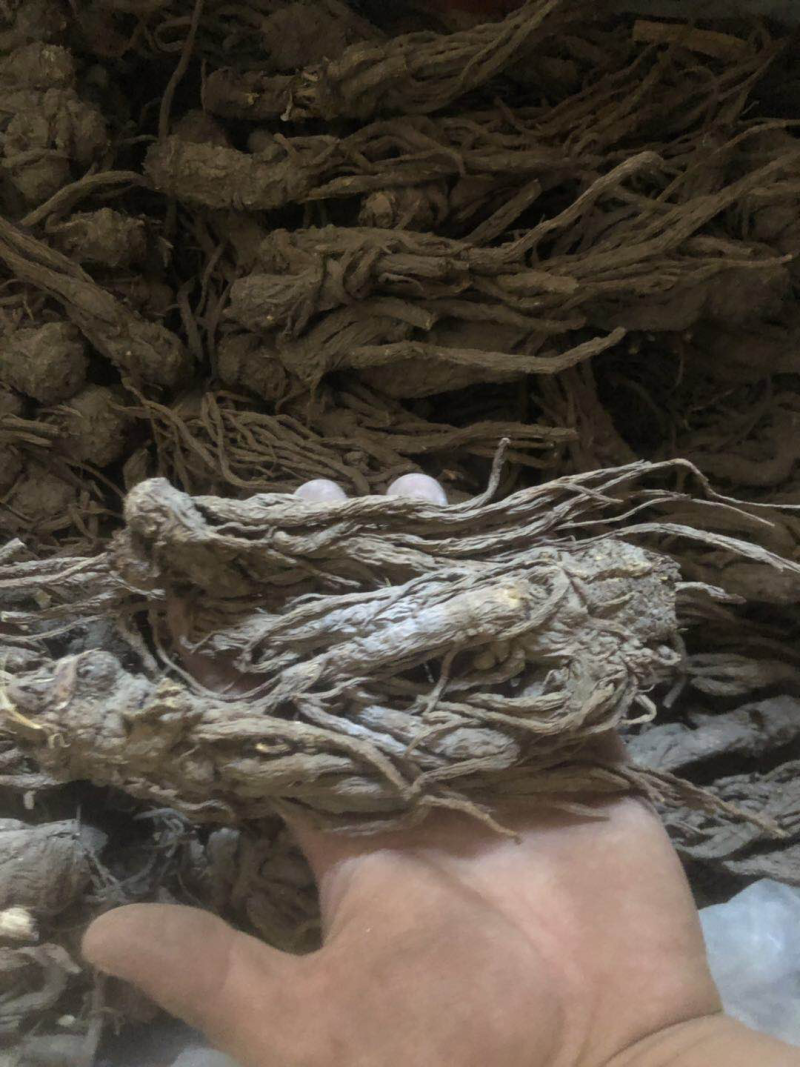 当归当归个无硫当归个