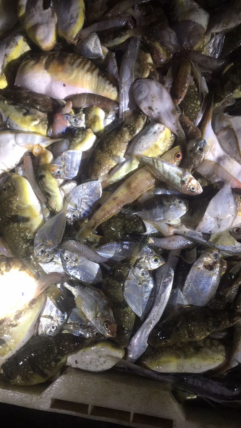 深海鱼，冰鲜鱼.批发小黄鱼.杂鱼腊鱼.黄尾鱼.深海鱼骨鱼