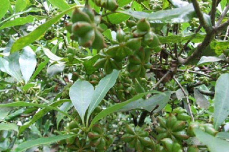 八角精品新货价格美丽