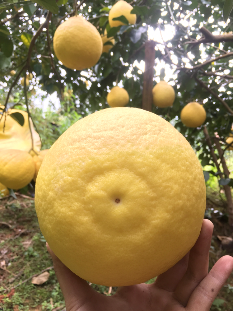 容县沙田柚老树果，果形均匀水分足，甜度高