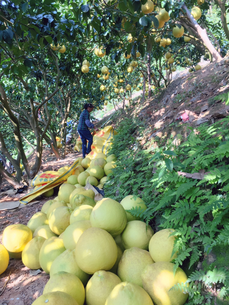容县沙田柚自家种植个个水分足包甜