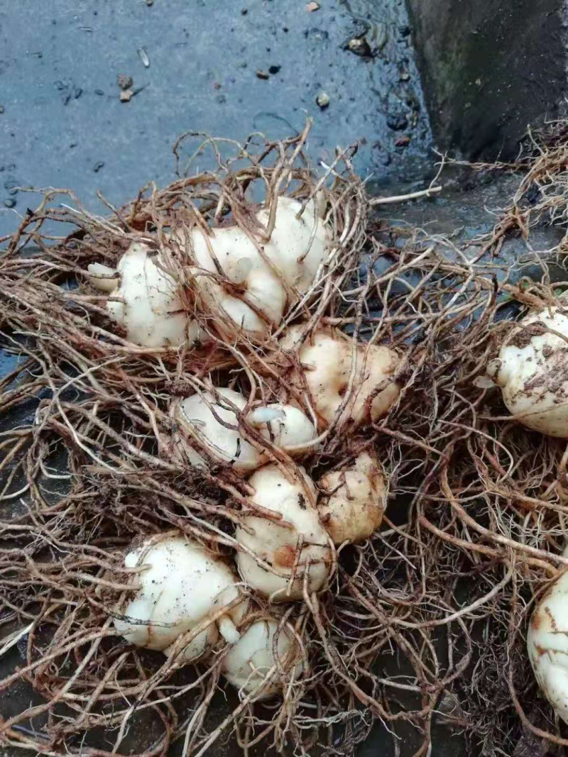 滇黄精-黄精-红花黄精-云南滇黄精，甜黄精