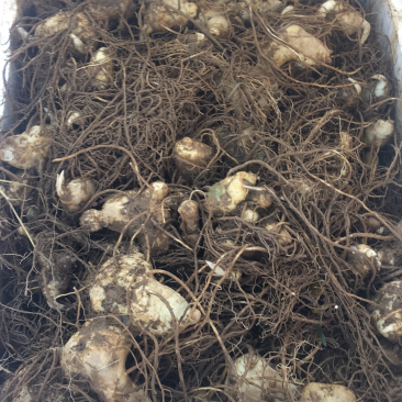 滇黄精-黄精-红花黄精-云南滇黄精，甜黄精