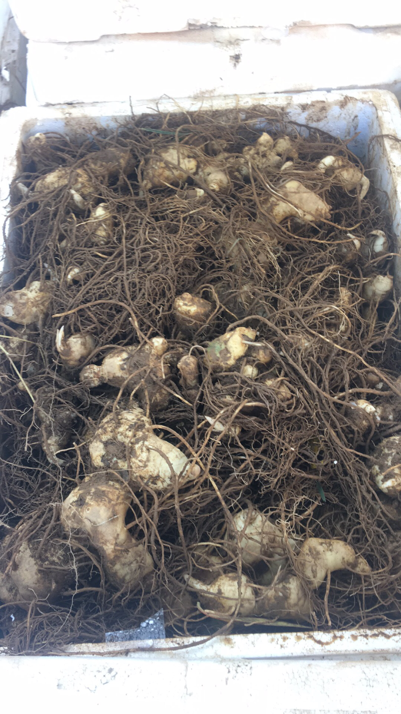 滇黄精-黄精-红花黄精-云南滇黄精，甜黄精