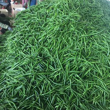 辣椒🌶️基地大量上市
