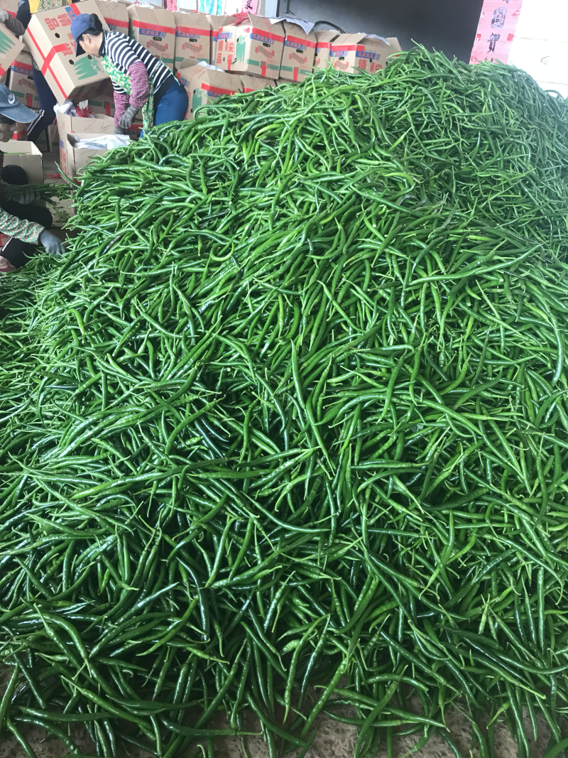 辣椒🌶️基地大量上市