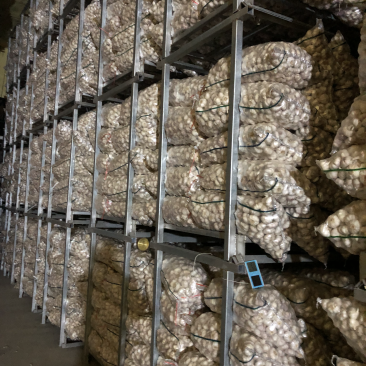 邳州冷库净蒜各种等级质量好购买量大价格再议