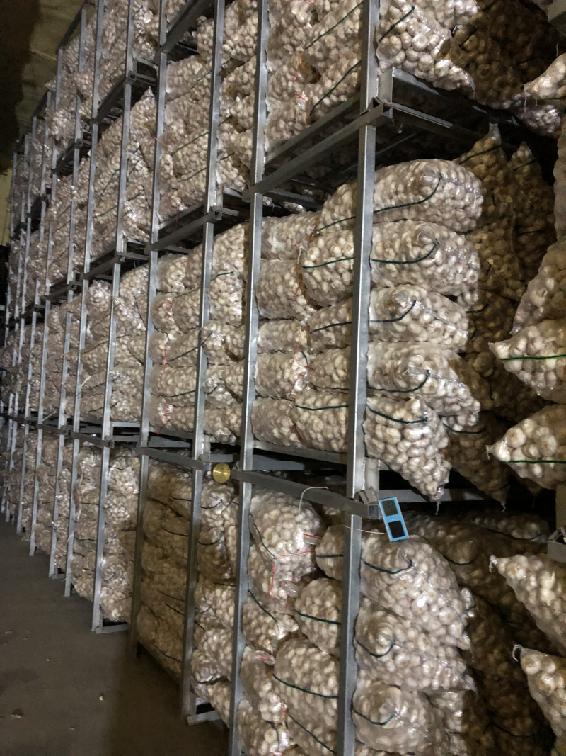 邳州冷库净蒜各种等级质量好购买量大价格再议