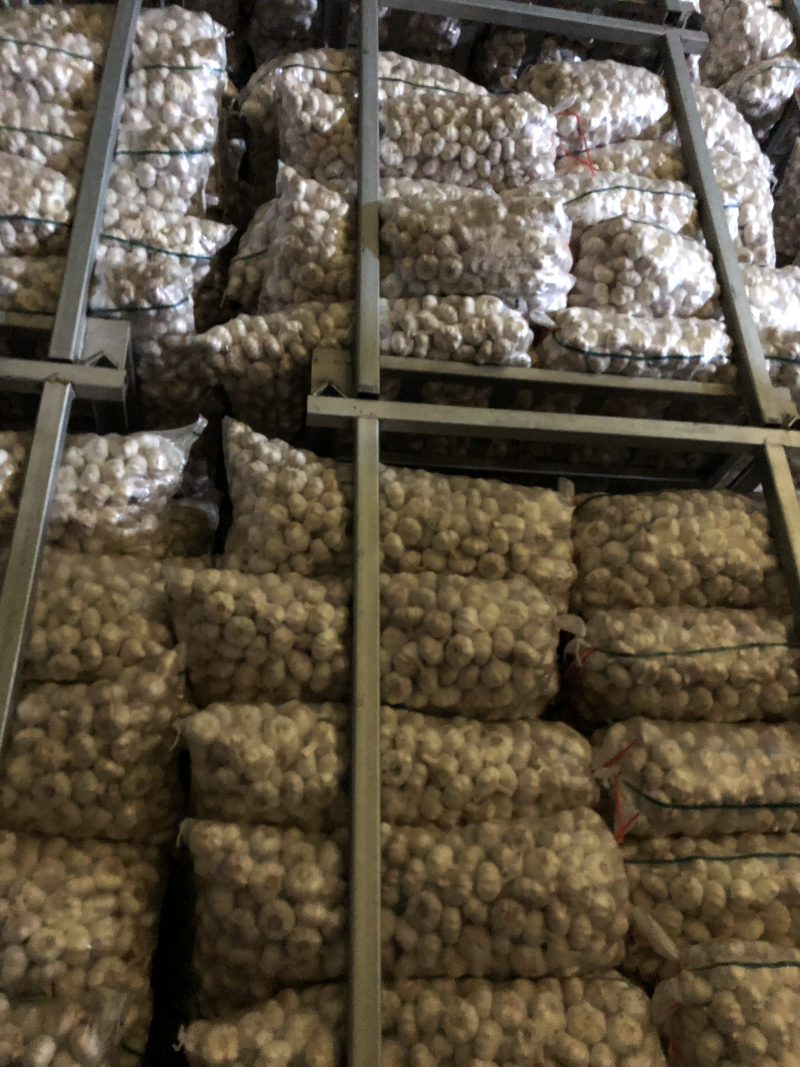 邳州冷库净蒜各种等级质量好购买量大价格再议