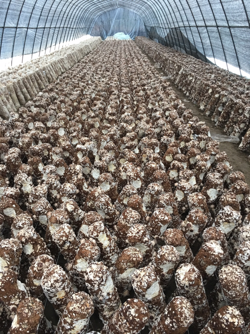 808鲜香菇，开伞8%以下，3公分以上菌盖，4元每斤