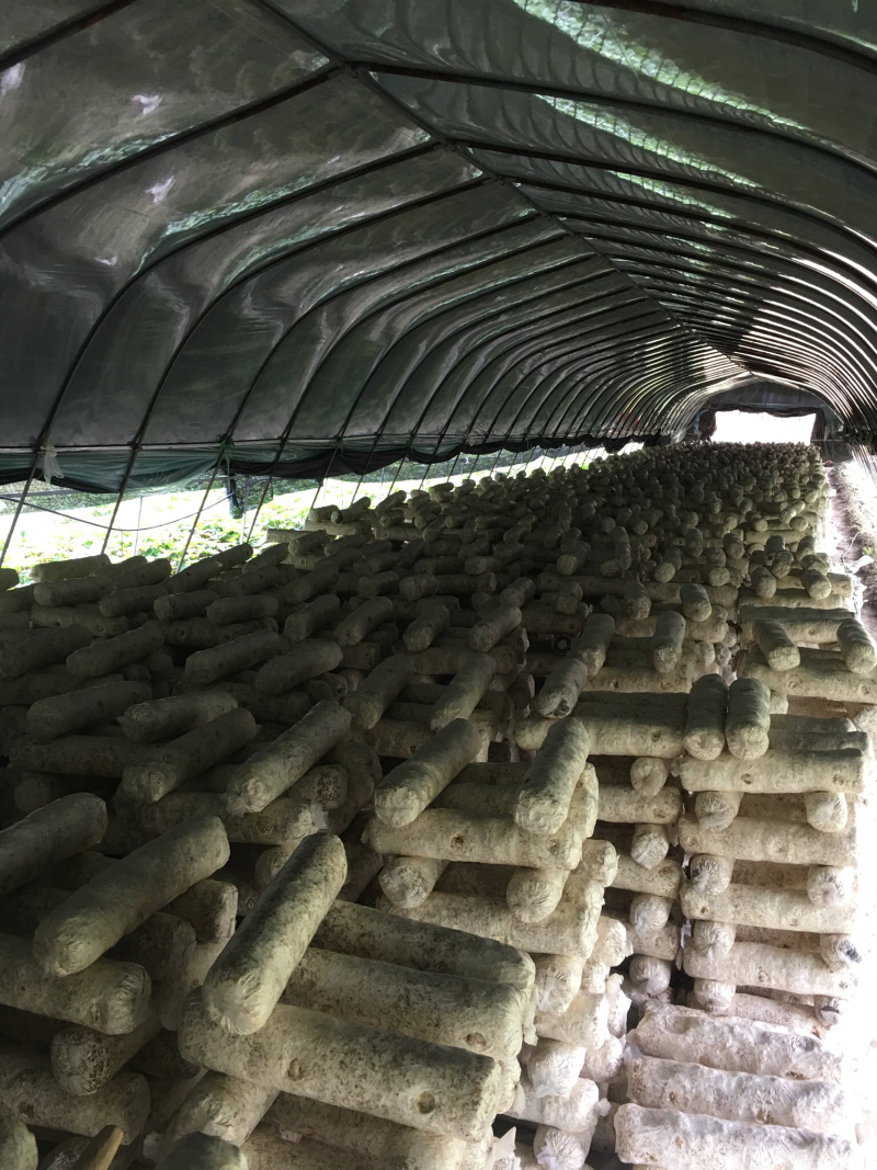 808鲜香菇，开伞8%以下，3公分以上菌盖，4元每斤