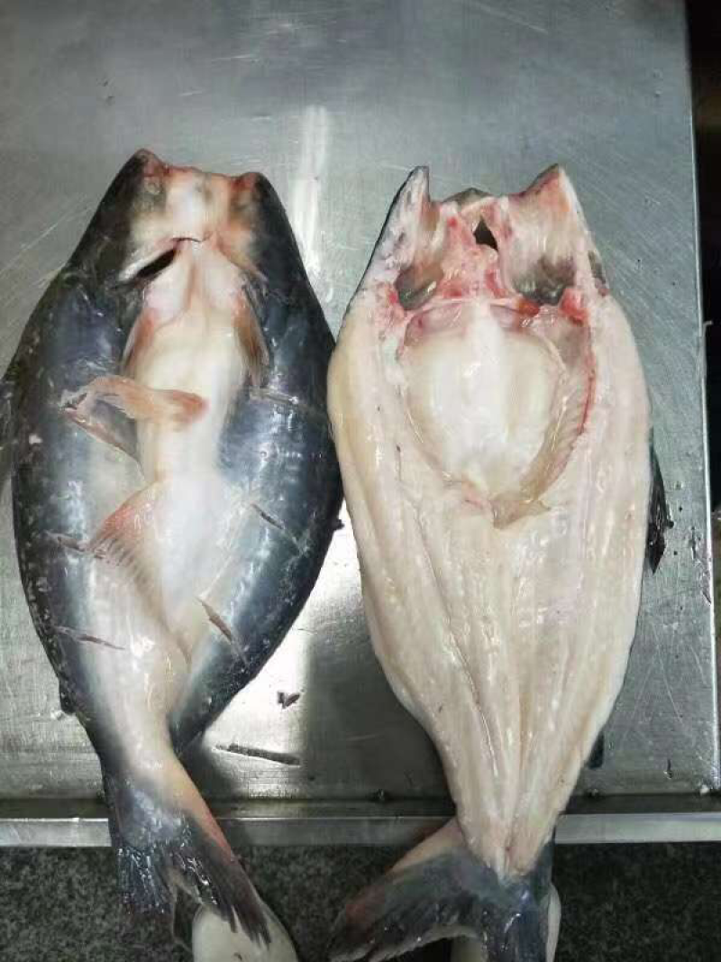 开背巴沙鱼