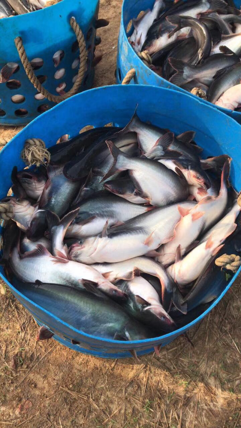 开背巴沙鱼