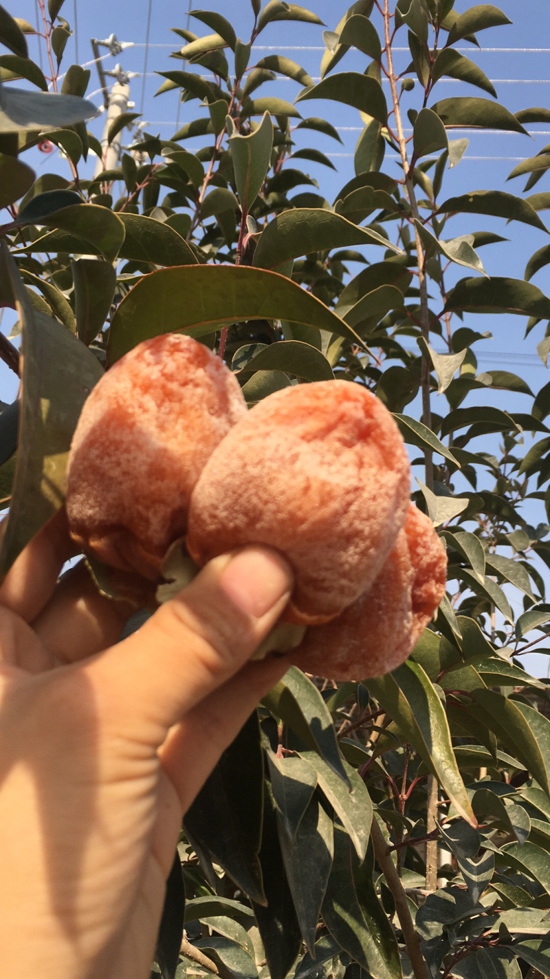 正宗富平柿饼