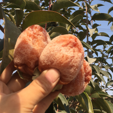 富平柿饼