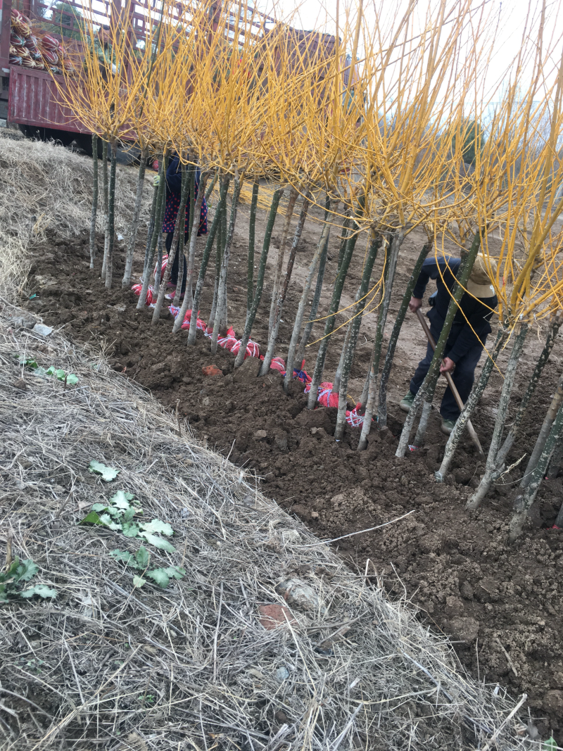黄金槐3公分到10公分大量现货自己苗圃基地直发