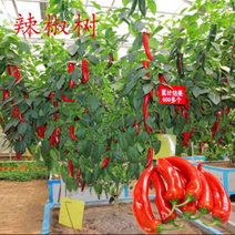 辣椒树（真正的新品种）一年生6年使用寿命