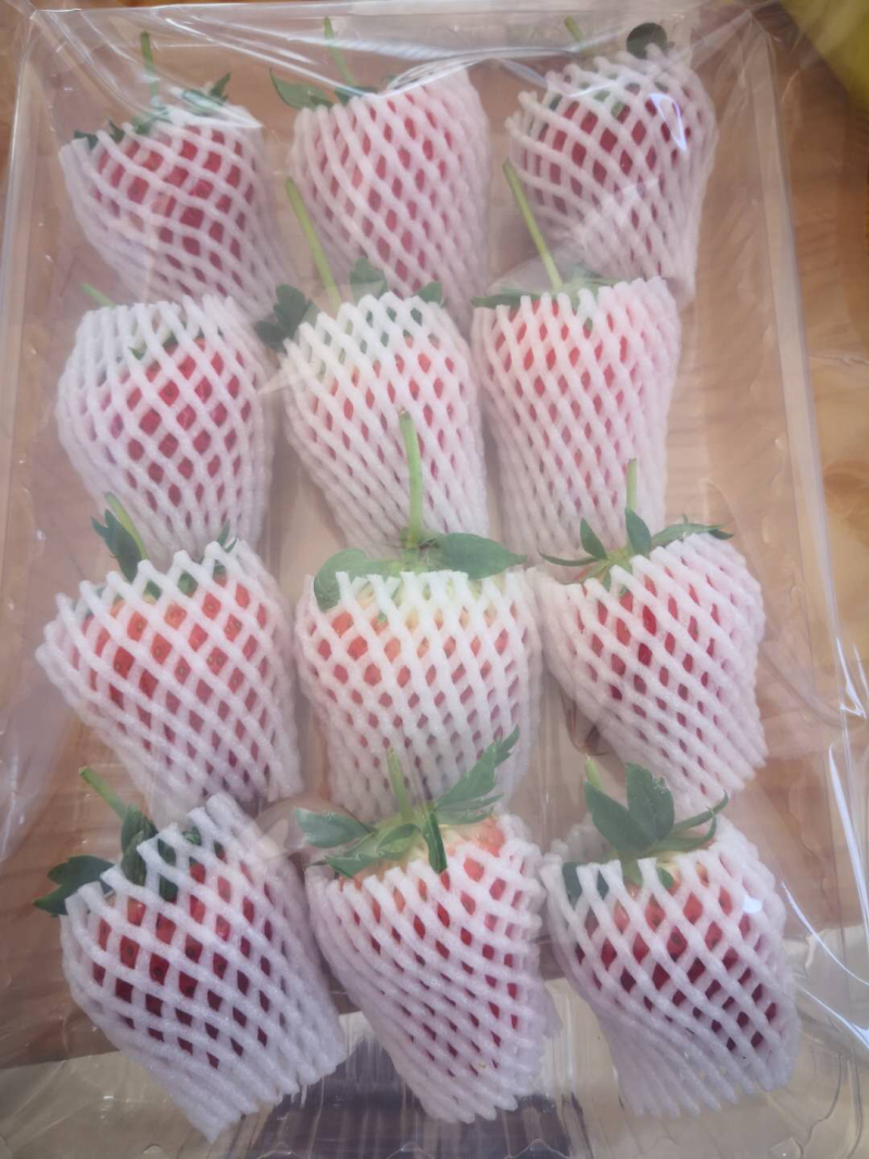 丹东九九草莓大连草莓基地九九草莓