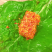 红豆腐霉豆腐