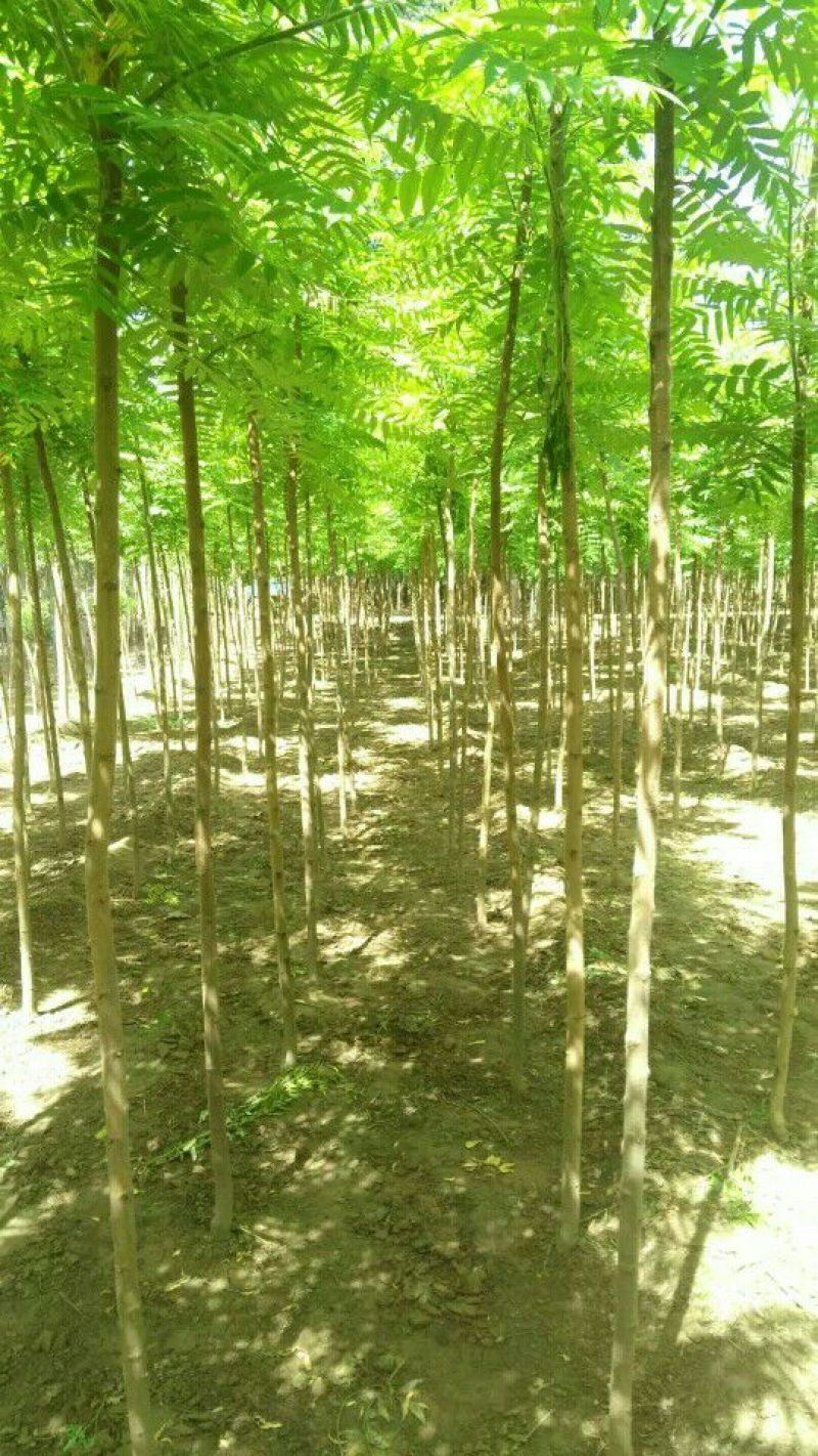 百茂园林常年低价供应火炬树3-6公分裸根