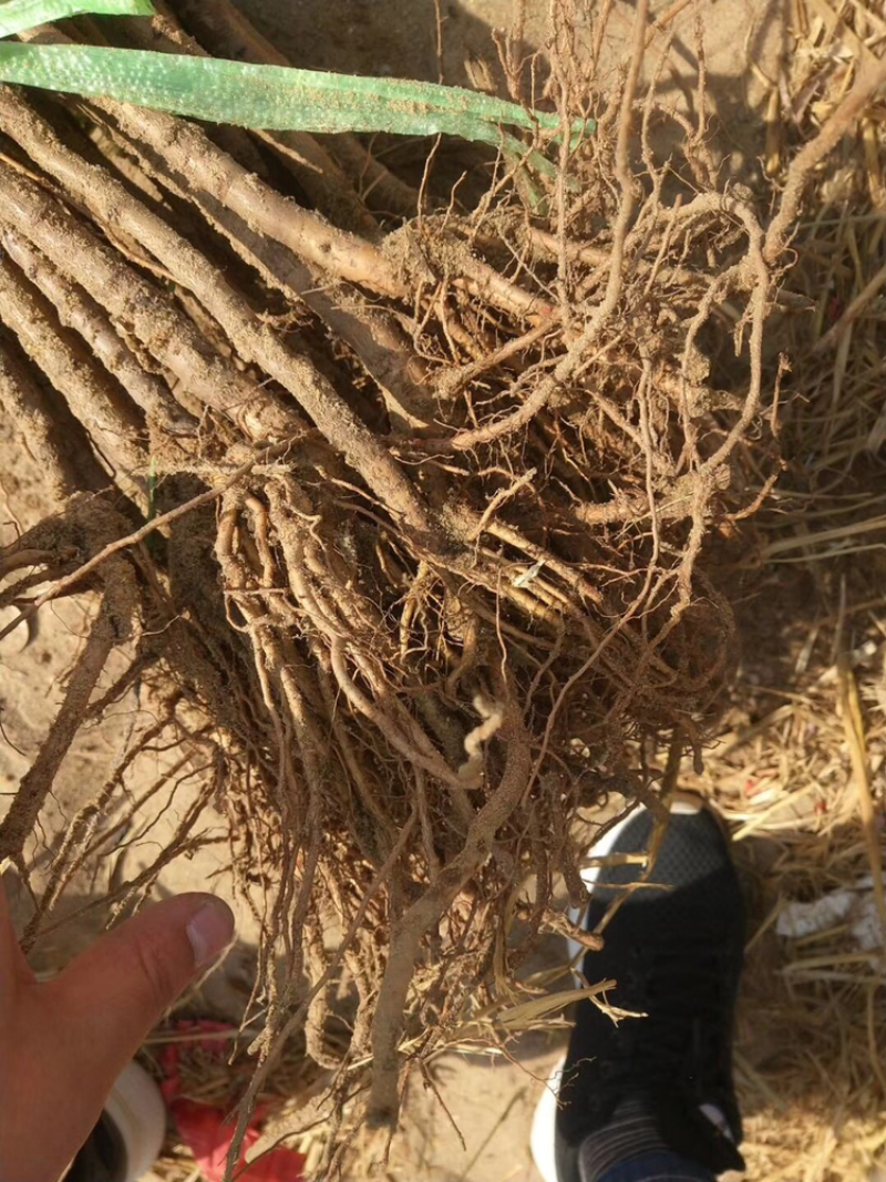 俄罗斯8号樱桃苗含香品种保证假一赔十