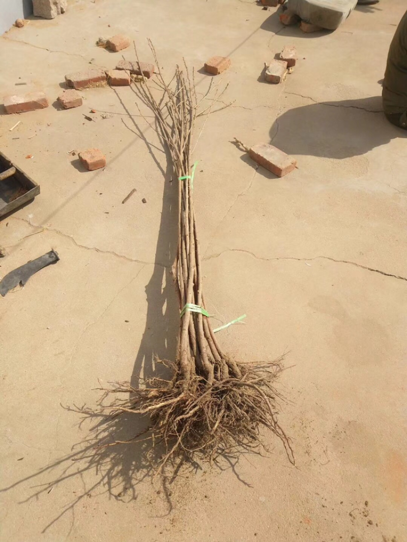 俄罗斯8号樱桃苗含香品种保证假一赔十