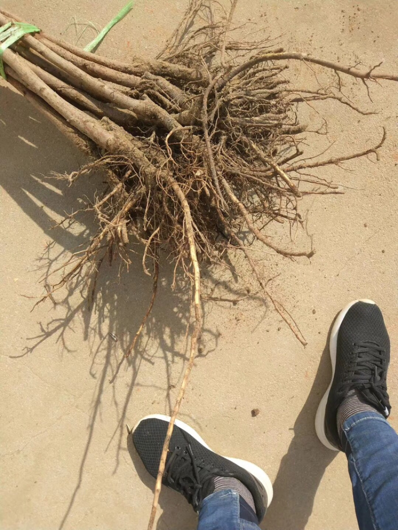 俄罗斯8号樱桃苗含香品种保证假一赔十