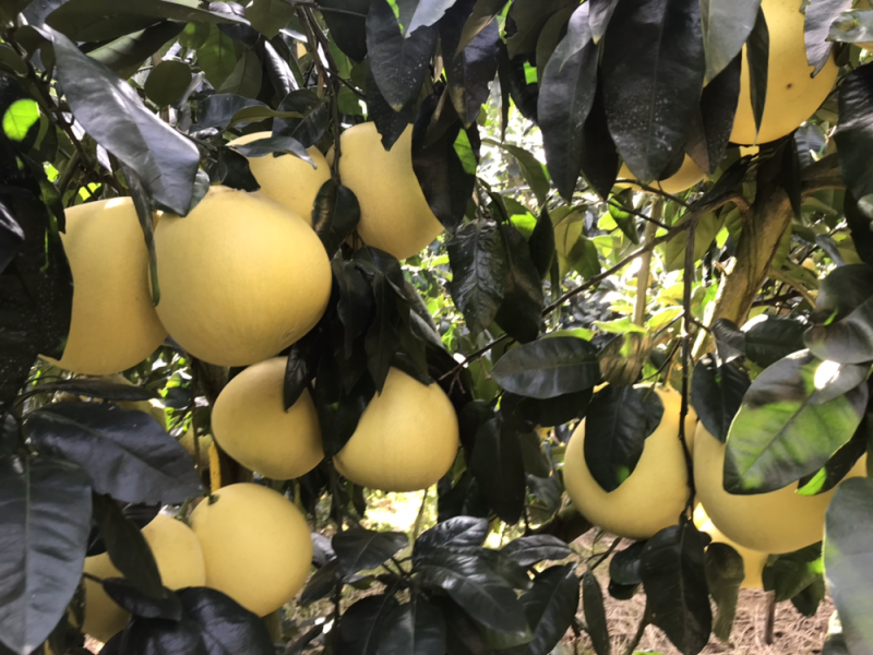 老树白柚🍊口感甜美鲜嫩多汁果皮光滑个头均匀支持产地代发