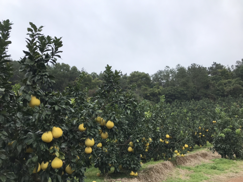 老树白柚🍊口感甜美鲜嫩多汁果皮光滑个头均匀支持产地代发