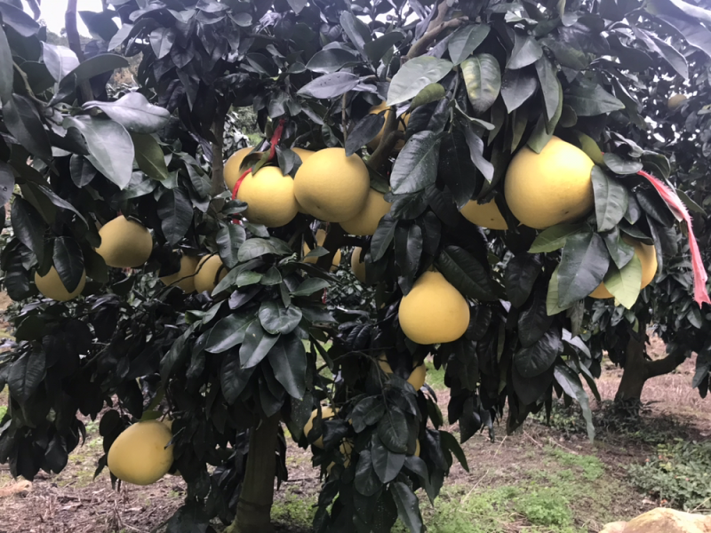 老树白柚🍊口感甜美鲜嫩多汁果皮光滑个头均匀支持产地代发