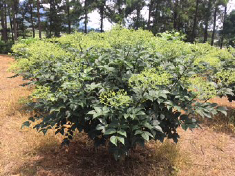 中花吴茱萸扦插枝条，三年到四年老枝条粗细适中