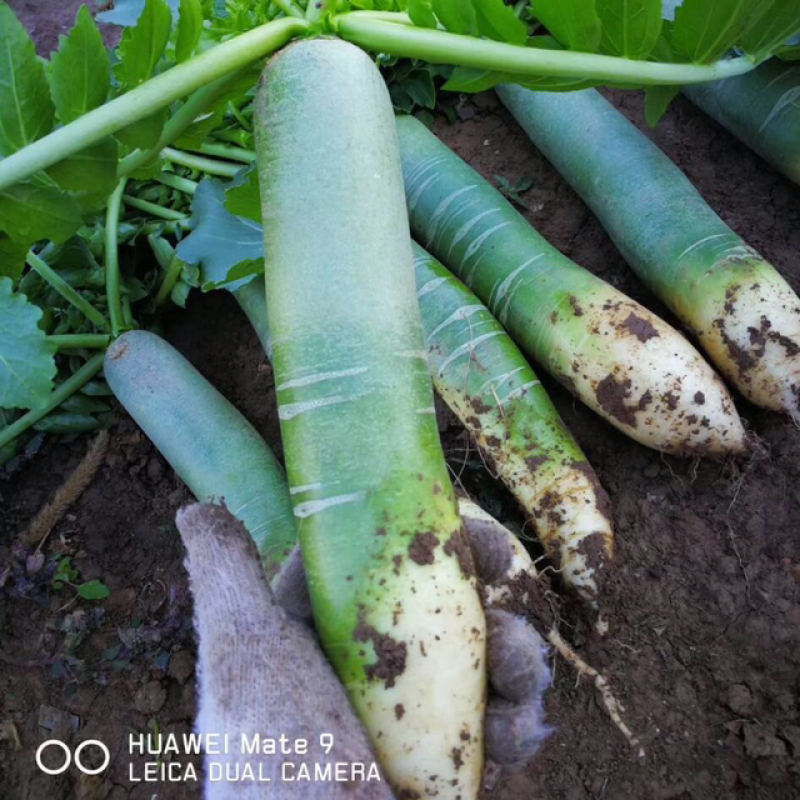 潍县萝卜青萝卜正宗