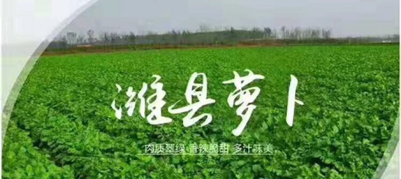 潍县萝卜青萝卜正宗