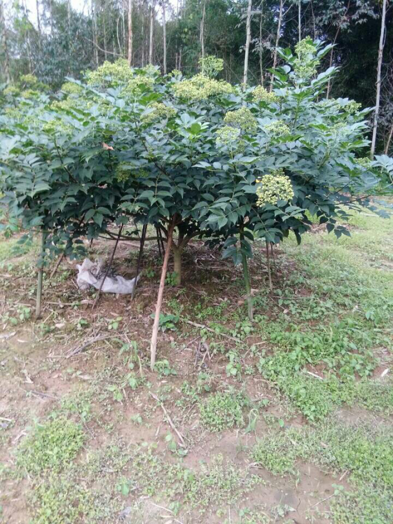 中花吴茱萸扦插，大统苗