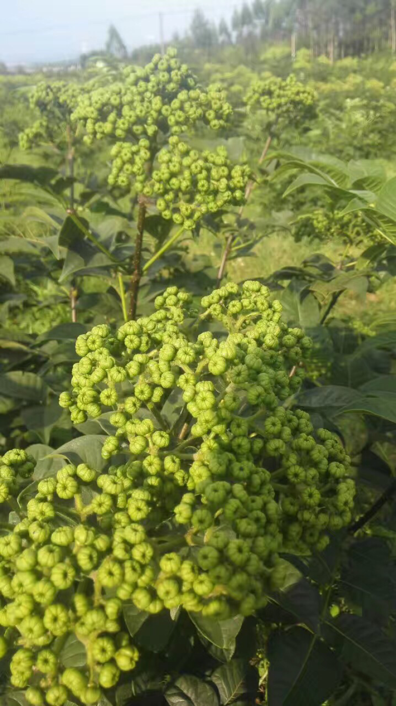 中花吴茱萸扦插，大统苗