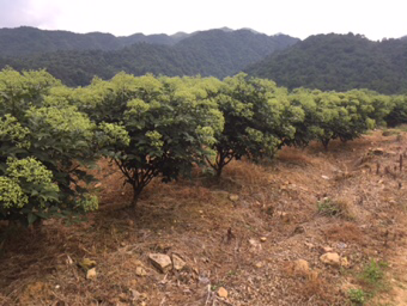 中花吴茱萸苗40～80公分